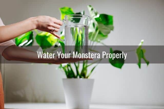 Water Your Monstera Properly