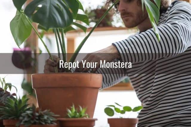 Repot Your Monstera