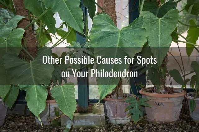 A collection of Other Possible Causes for Spots on Your Philodendron plants in pots