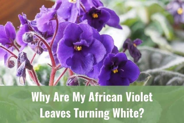 Why Are My African Violet Leaves Turning White?