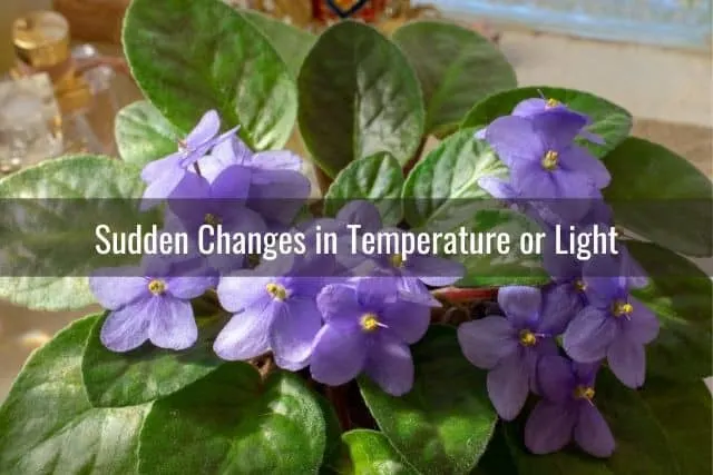 Sudden Changes in Temperature or Light