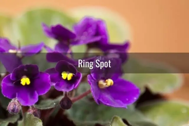 Ring Spot