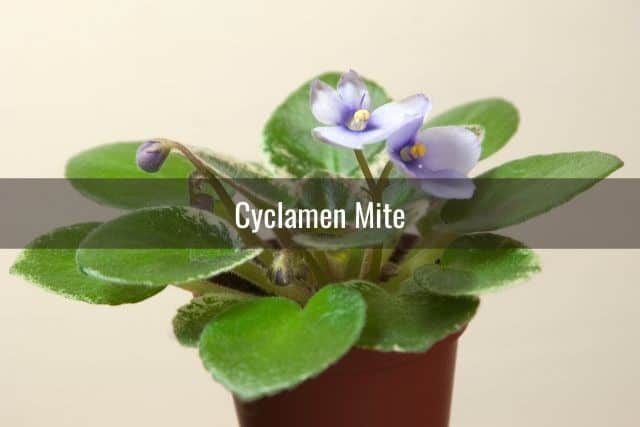 Cyclamen Mite