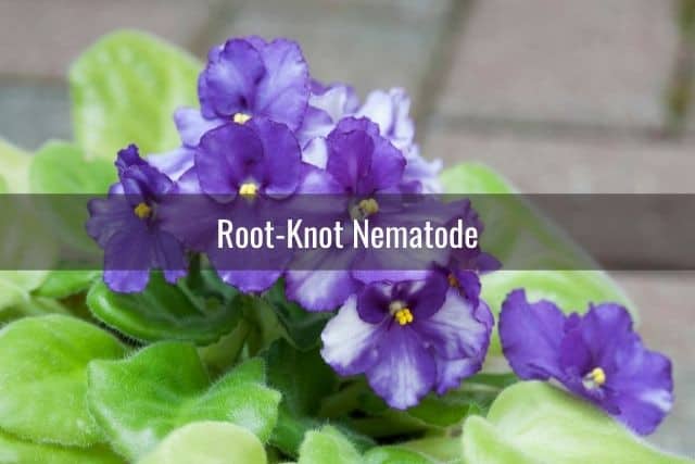 Root-Knot Nematode