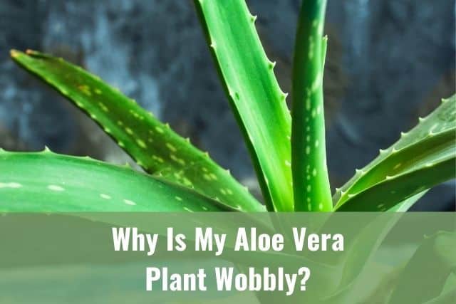 Why Is My Aloe Vera Plant Wobbly?