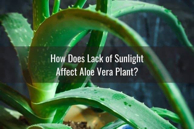 How Does Lack of Sunlight Affect Aloe Vera Plant?