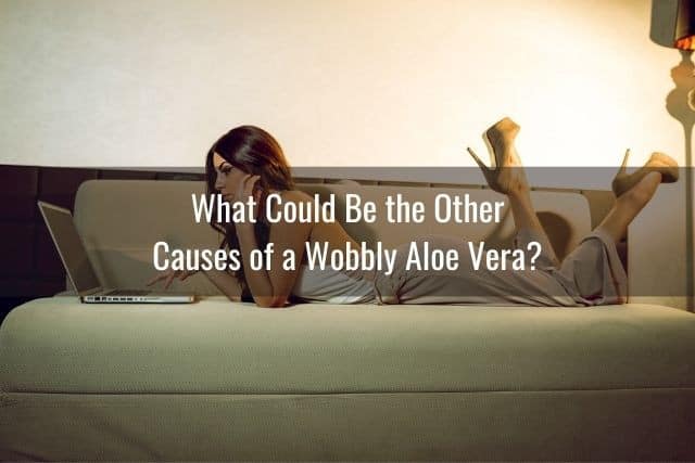 What Could Be the Other Causes of a Wobbly Aloe Vera?