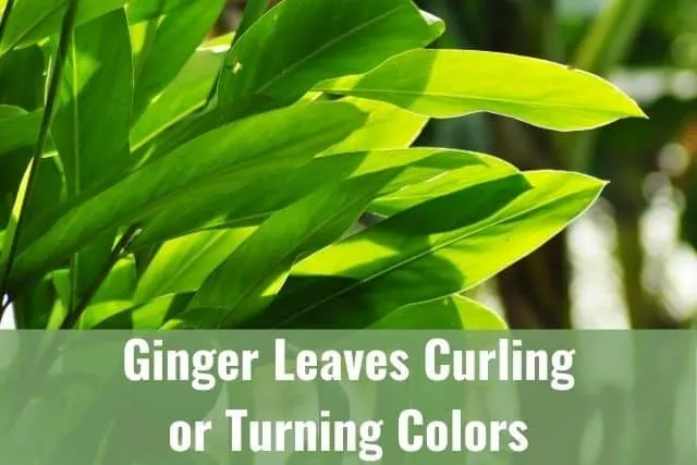 Ginger Leaves Curling or Turning Brown/Yellow/White - Is It Dying?