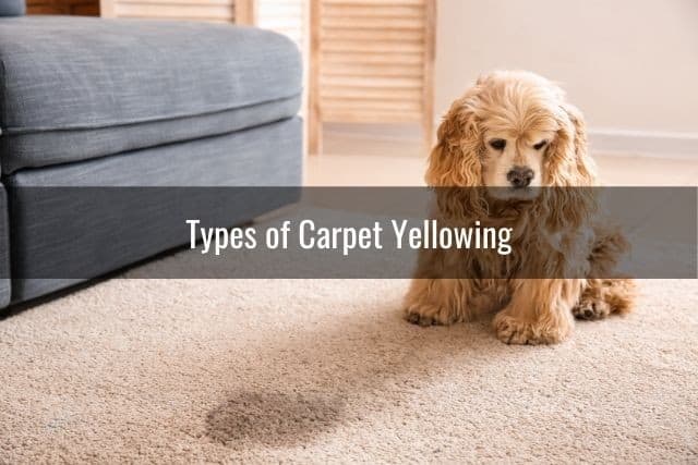 Types of Carpet Yellowing