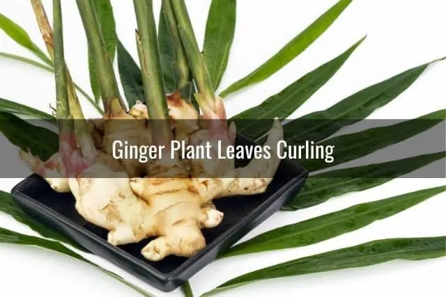 Ginger Plant Leaves Curling