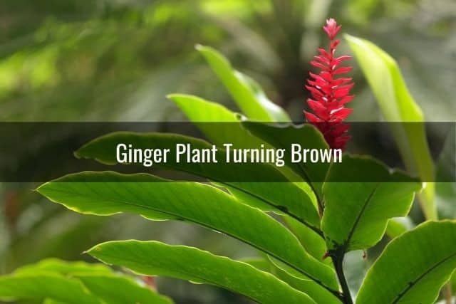 Ginger Plant Turning Brown