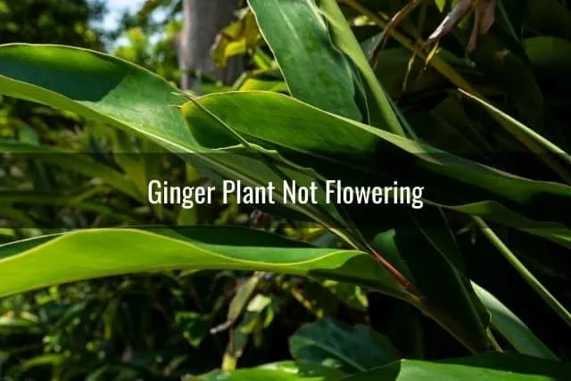 Ginger Plant Not Flowering