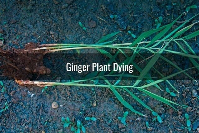 Ginger Plant Dying