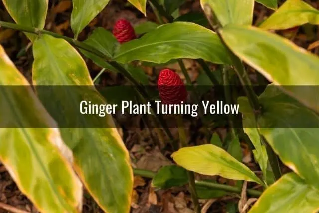 Ginger Plant Turning Yellow