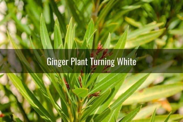 Ginger Plant Turning White