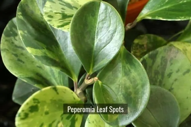 Peperomia Infectious Leaf Spot Diseases