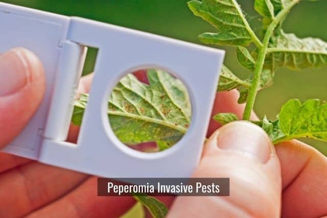 Peperomia Invasive Pests