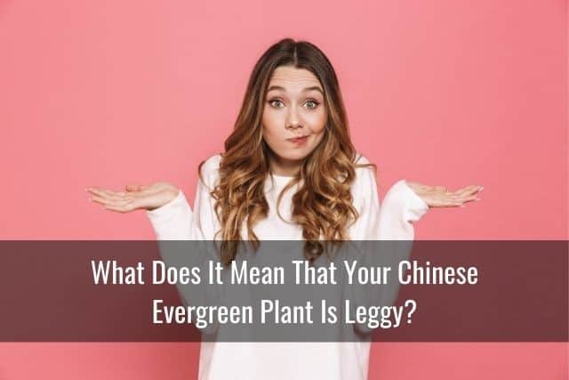 What Does It Mean That Your Chinese Evergreen Plant Is Leggy?