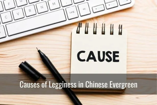 Causes of Legginess in Chinese Evergreen