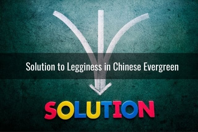 Solution to Legginess in Chinese Evergreen