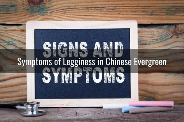 Symptoms of Legginess in Chinese Evergreen