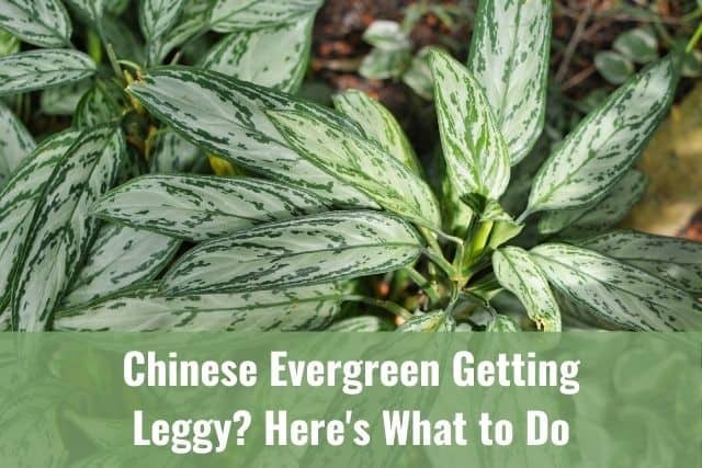 Chinese Evergreen Getting Leggy? Here's What to Do