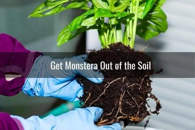 Get the Monstera Out of the Soil
