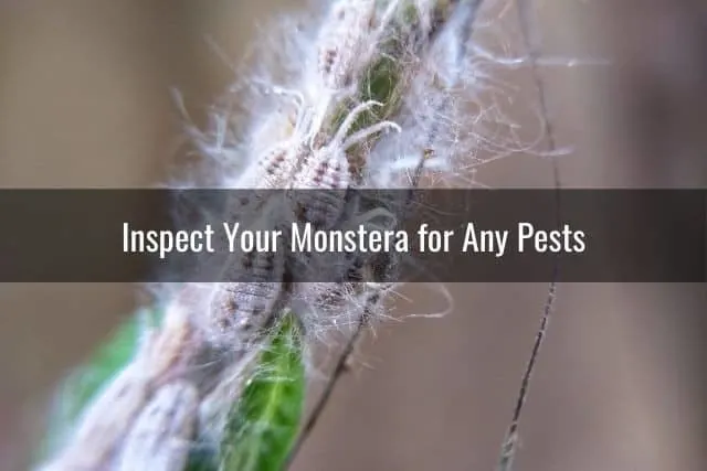 Inspect Your Monstera for Any Pests