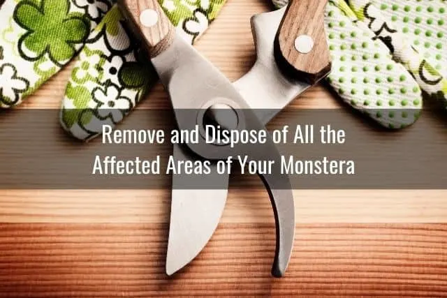 Remove and Dispose of All the Affected Areas of Your Monstera
