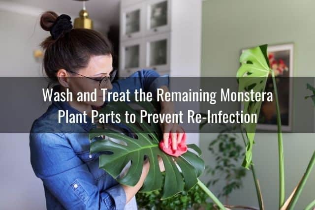 Wash and Treat the Remaining Monstera Plant Parts to Prevent Re-Infection