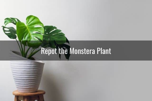 Repot the Monstera Plant