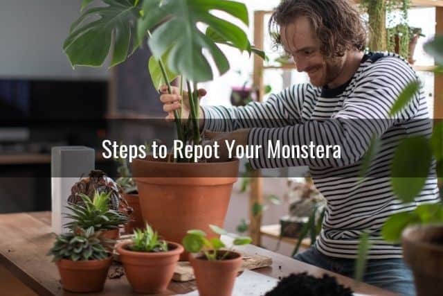 Steps to Repot Your Monstera