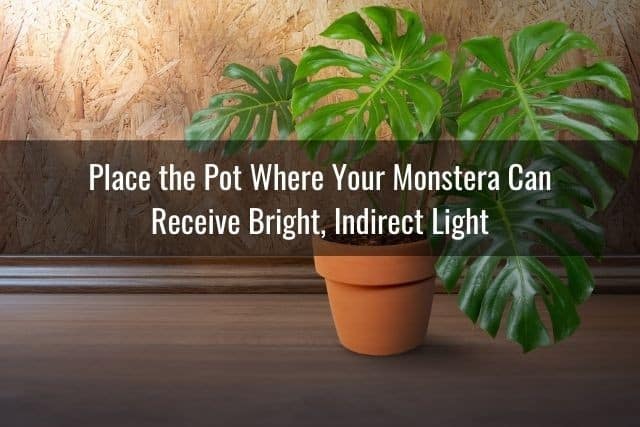 Place the Pot Where Your Monstera Can Receive Bright, Indirect Light