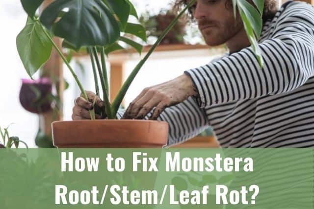 How to Fix Monstera Root/Stem/Leaf Rot?