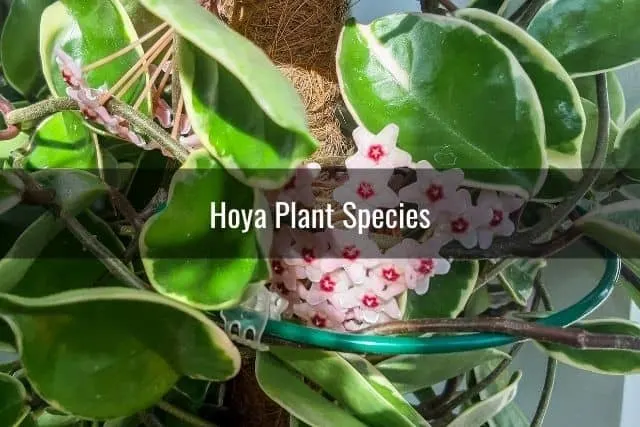 Hoya Plant Species