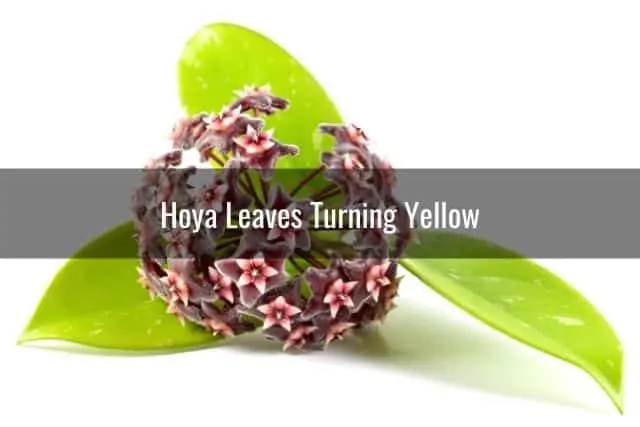 Hoya Leaves Turning Yellow