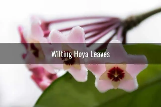 Wilting Hoya Leaves