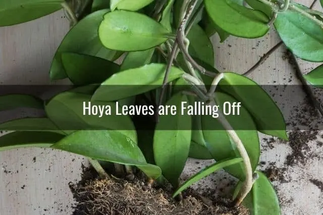 Hoya Leaves are Falling Off