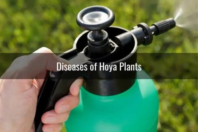 Diseases of Hoya Plants