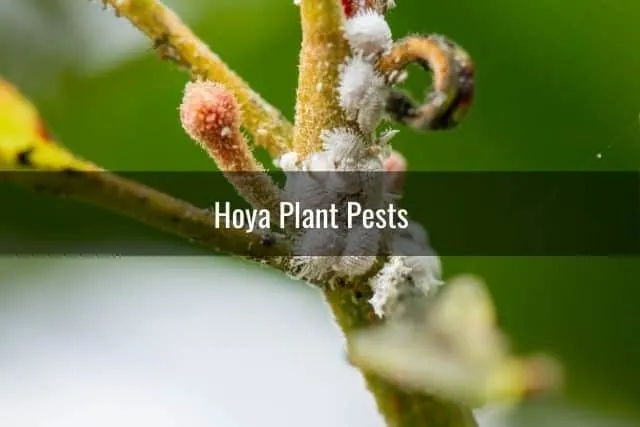 Hoya Plant Pests