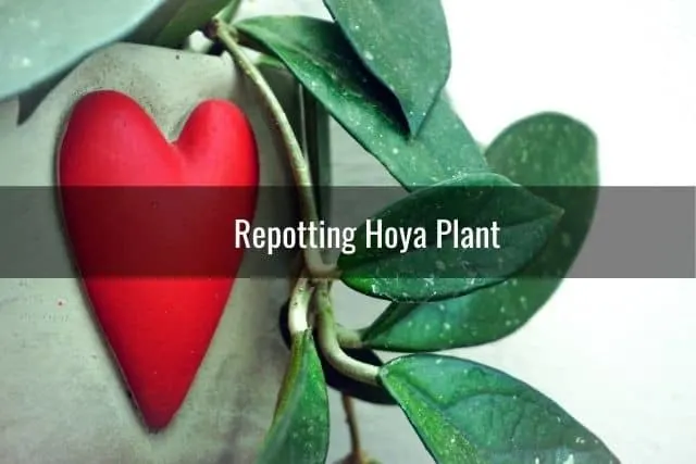 Repotting Hoya Plant