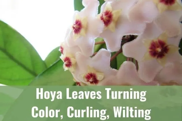 Hoya Leaves Turning Yellow/Brown, Curling/Wilting and Falling Off