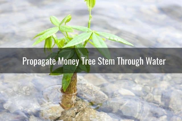 Propagate Money Tree Stem Through Water