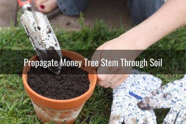 Propagate Money Tree Stem Through Soil