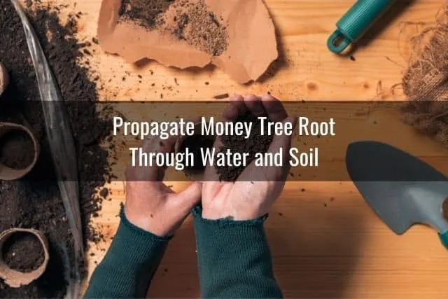 Propagate Money Tree Root Through Water and Soil