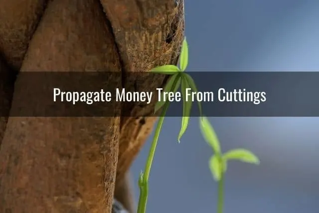 Propagate Money Tree From Cuttings