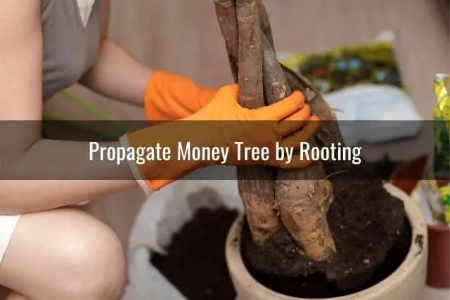 Propagate Money Tree by Rooting