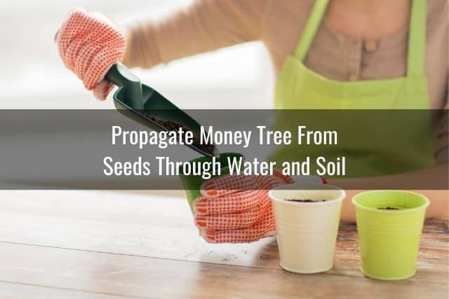Propagate Money Tree From Seeds Through Water and Soil