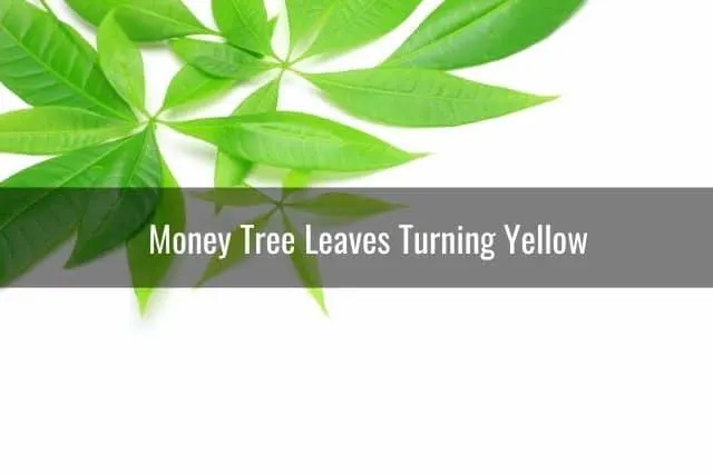 Money Tree Leaves Turning Yellow