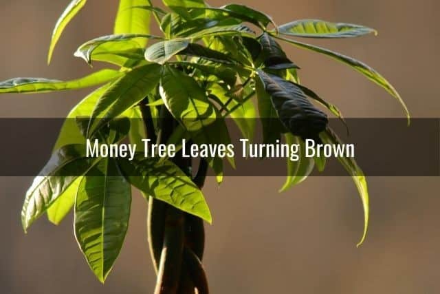 Money Tree Leaves Turning Brown